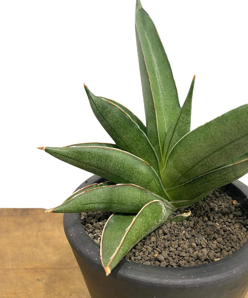 サンセベリア V ハイブリッド「Sansevieria V hybrid」26E-1 | SH サンセベリア V ハイブリッド「Sansevieria V hybrid」26E-1 | SH