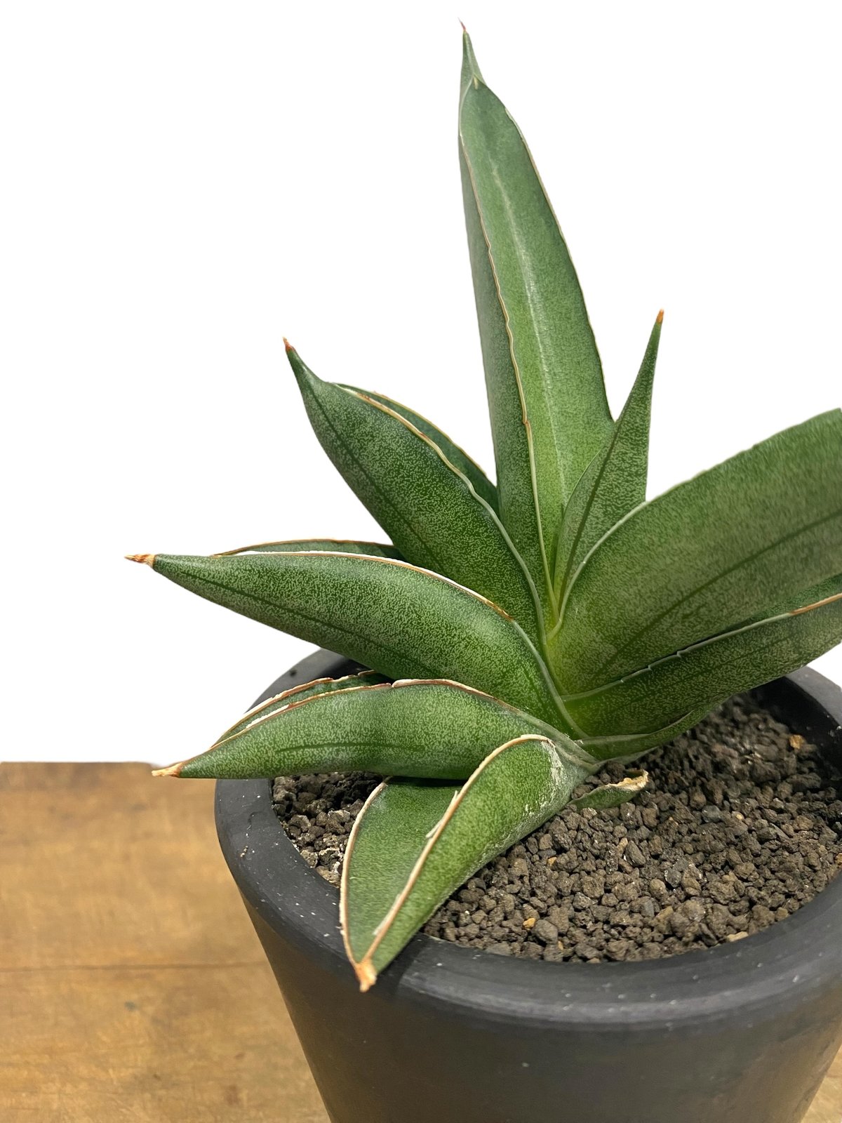 サンセベリア V ハイブリッド「Sansevieria V hybrid」26E-1 | SH
