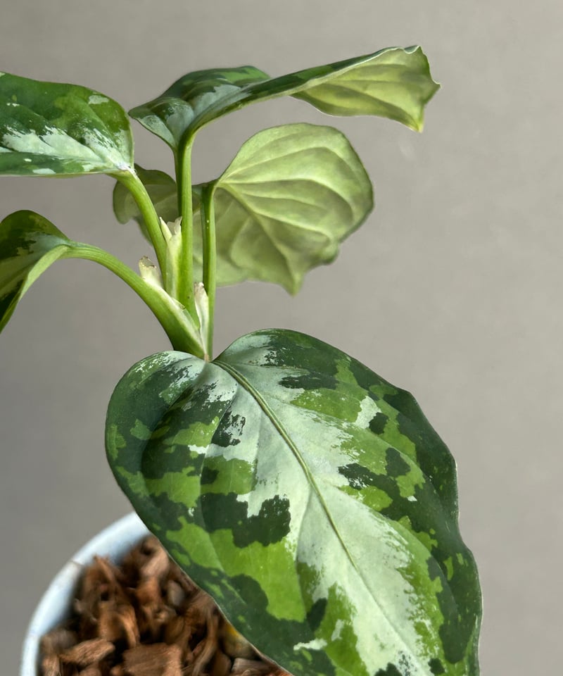 アグラオネマ ピクタム トリカラー + ground「Aglaonema pictum tri