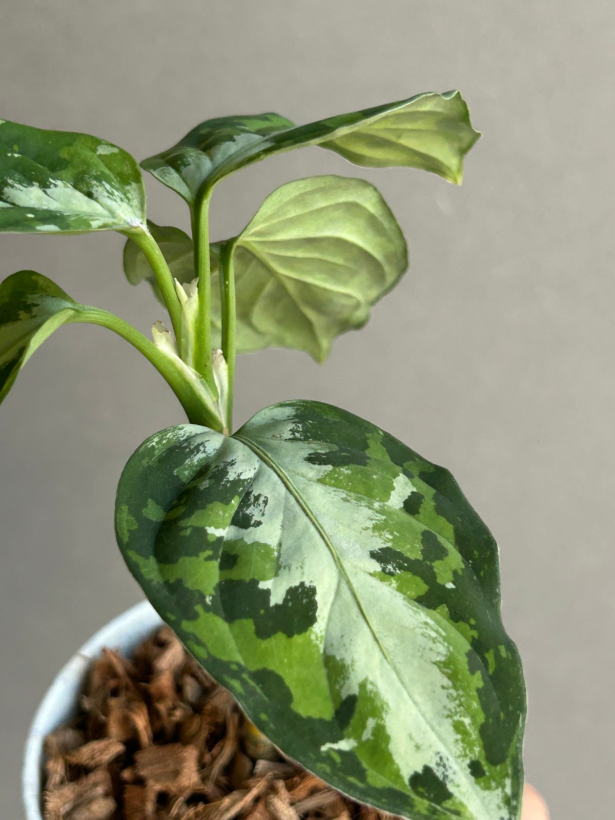 アグラオネマ ピクタム トリカラー + ground「Aglaonema pictum tri