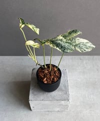 サンセベリア ダンシング ドラゴン +pmp「Sansevieria Dancing サンセベリア ダンシング ドラゴン +pmp「Sansevieria Dancing