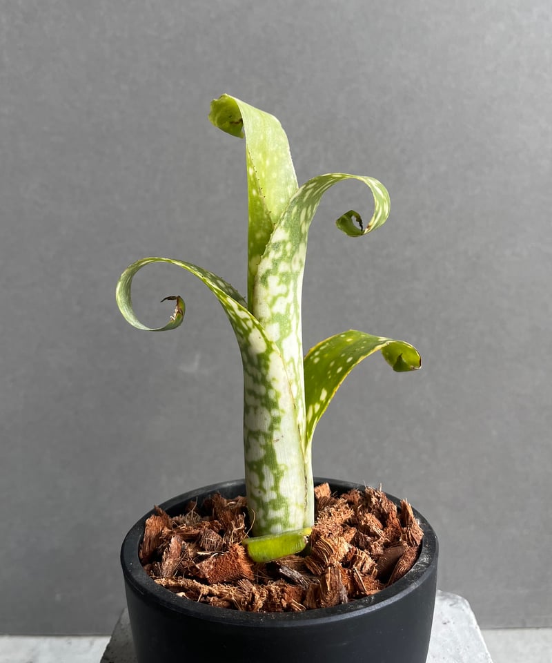 ビルベルギア topeaite 子株付き ビルベルギア topeaite 子株付き