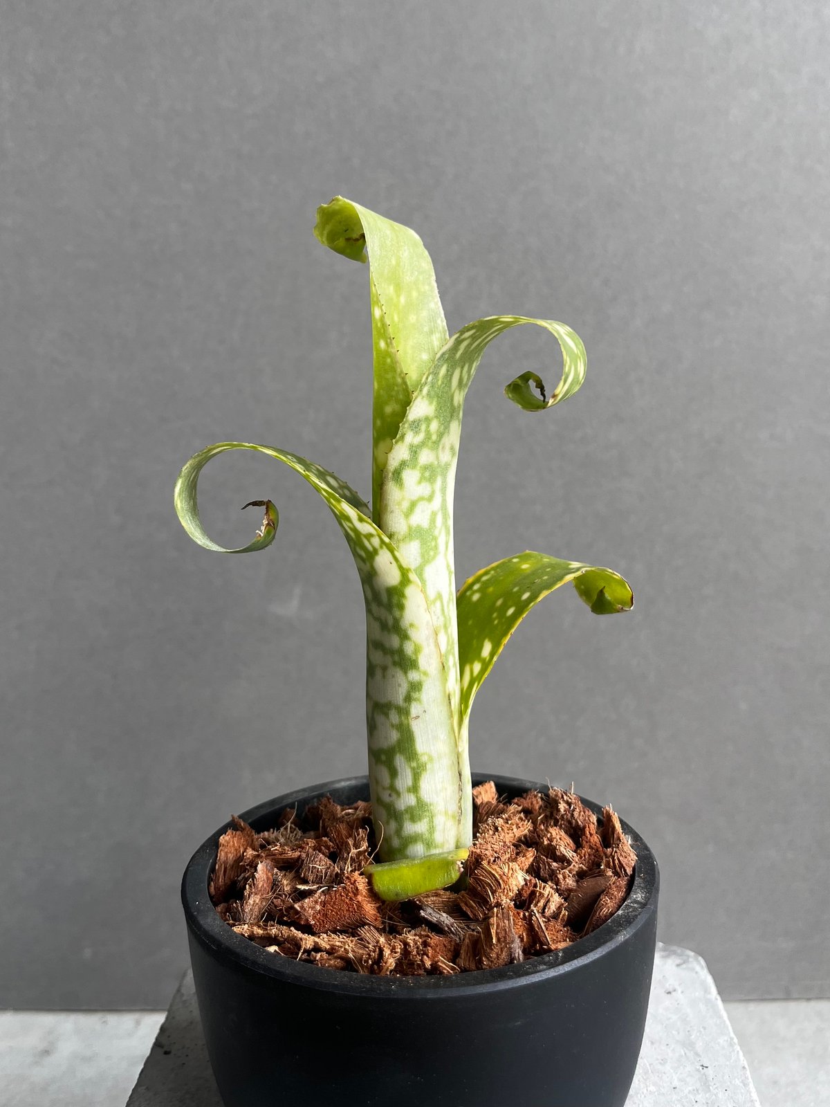 ビルベルギア topeaite 子株付き ビルベルギア topeaite 子株付き