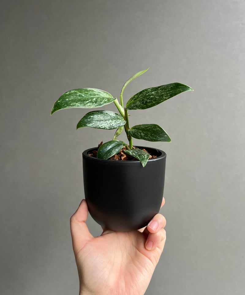 ラフィドフォラ sp. ドワーフ ミント 「Rhaphidophora sp. dwarf M