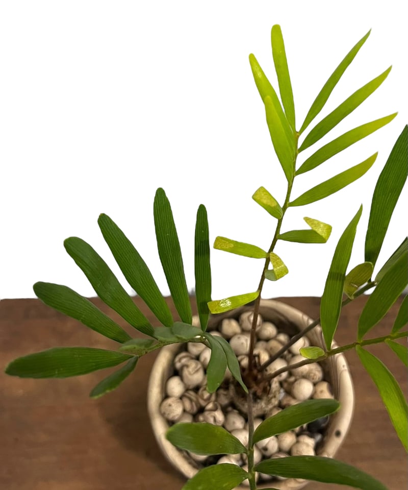 ザミア + plantsmonsters pot 「Zamia 」75V | SHOUCHIKUEN