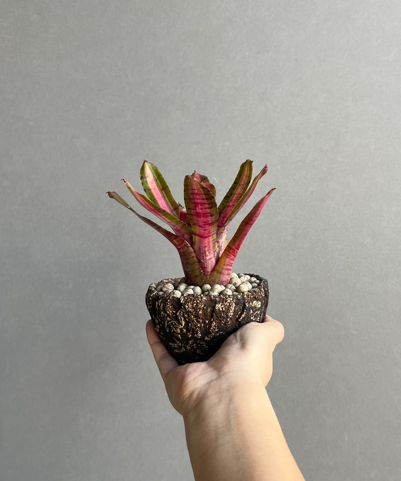 ネオレゲリア・デメター Neoregelia Fireball Hanging Pot | Houseplant – hanna