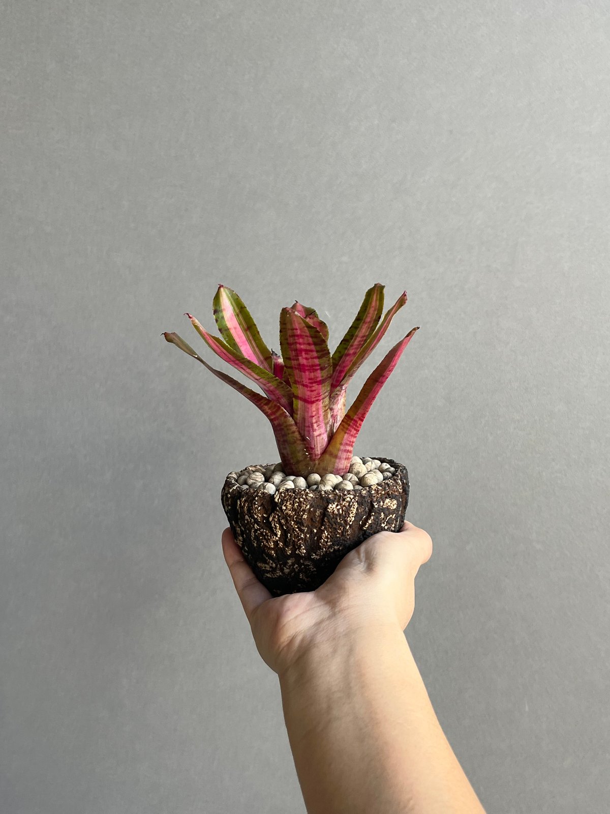 ネオレゲリア アベンチュラ + plantsmonsters pot 「Neoregelia
