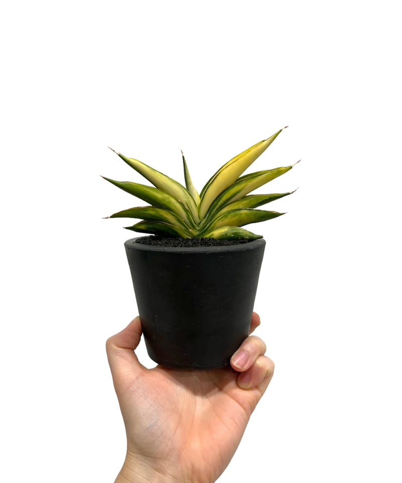 サンセベリア サワディー 斑入 「Sansevieria Sawasdee variegate