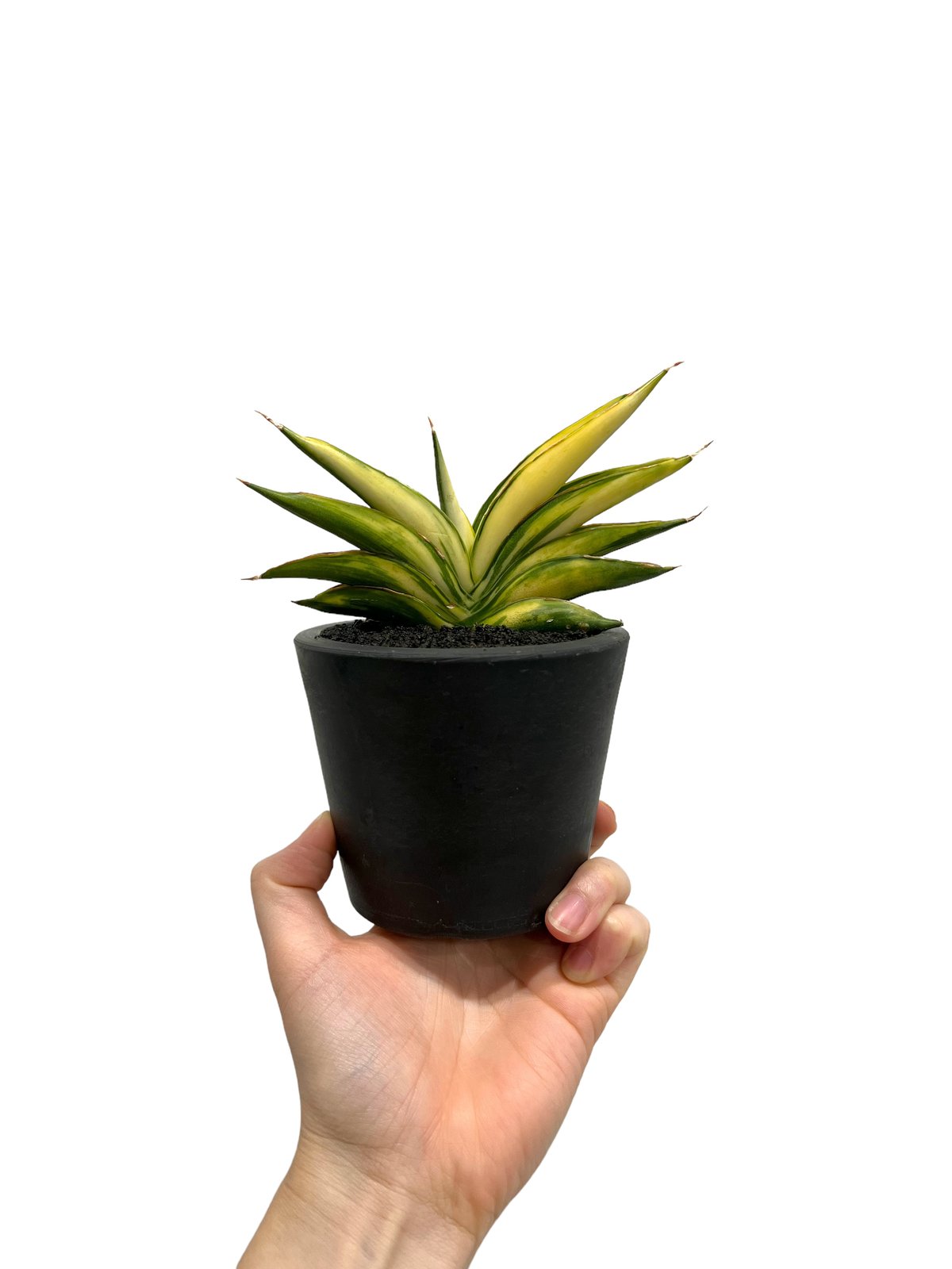 サンセベリア サワディー 斑入 「Sansevieria Sawasdee variegate