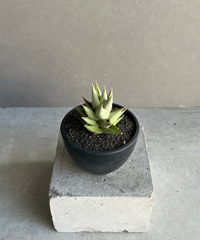 サンセベリア サイクロン 「Sansevieria Cyclone (from Unyaman