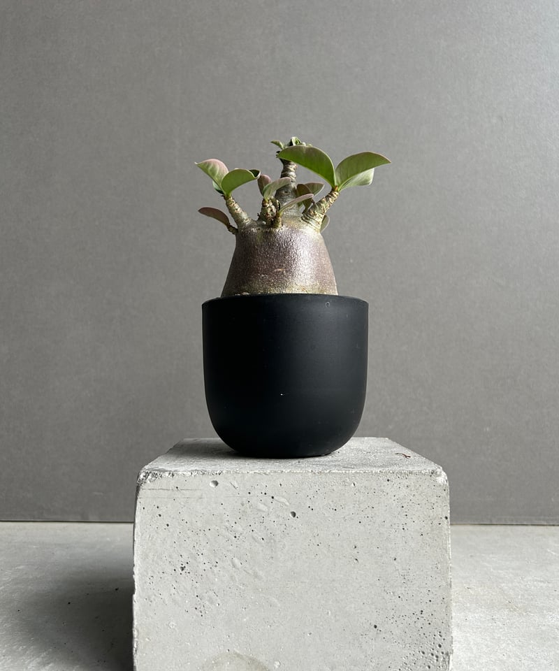 アデニウム アラビカム スーパー ドワーフ “ブラック” 「Adenium