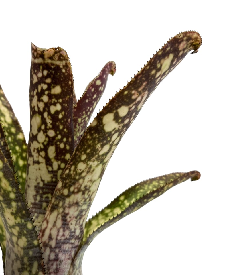 ビルベルギア コラン マジック「Billbergia Kolan Magic」77G-4 |