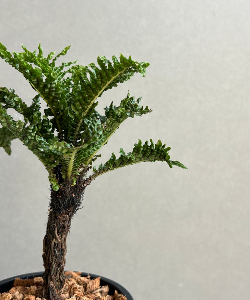 ブレクナム ギッバム ドワーフ ブレクナム ギッバム ドワーフ 「Blechnum gibbum Dwarf 」101D