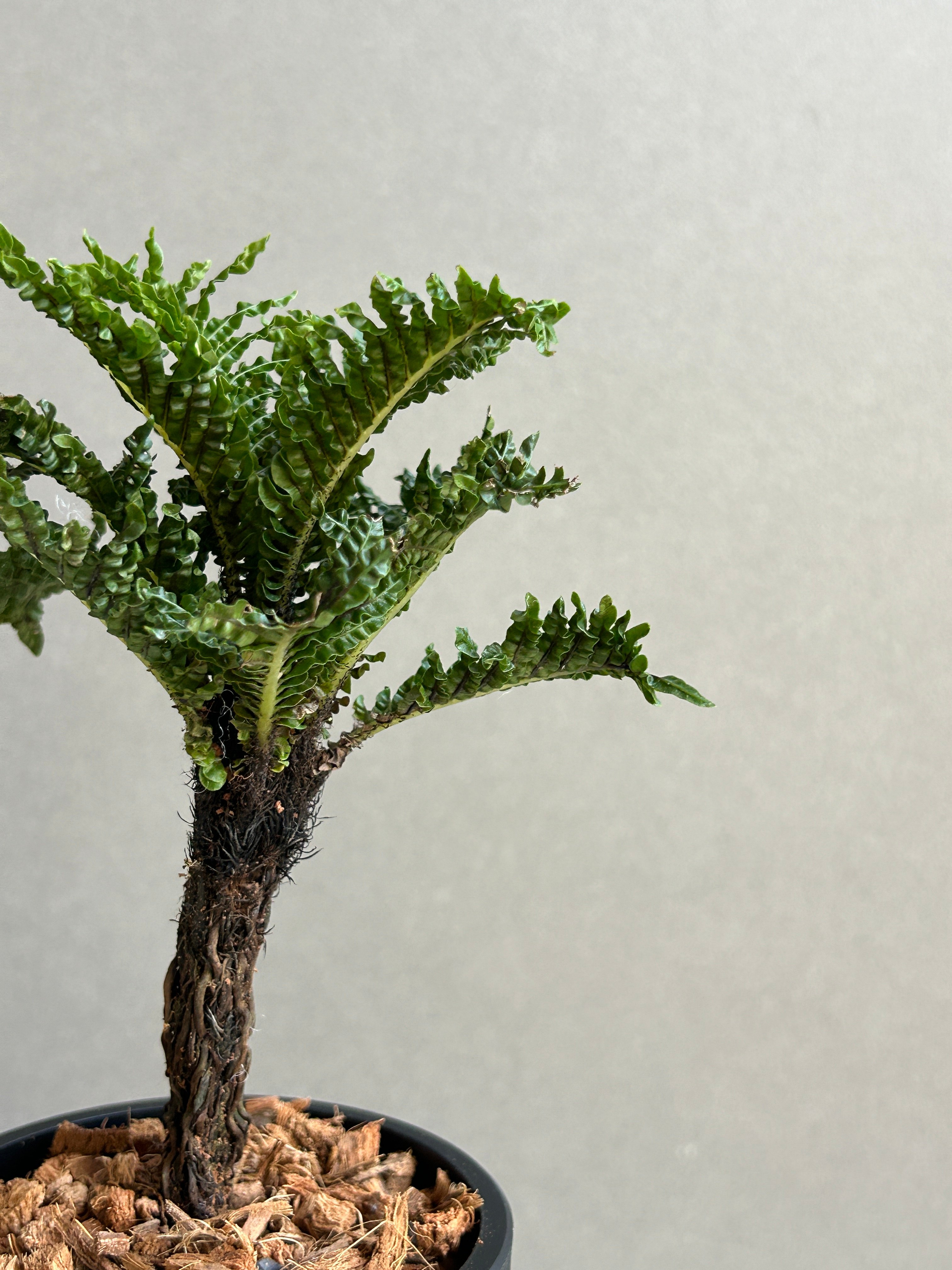 ブレクナム ギッバム ドワーフ 「Blechnum gibbum Dwarf 」88H | S