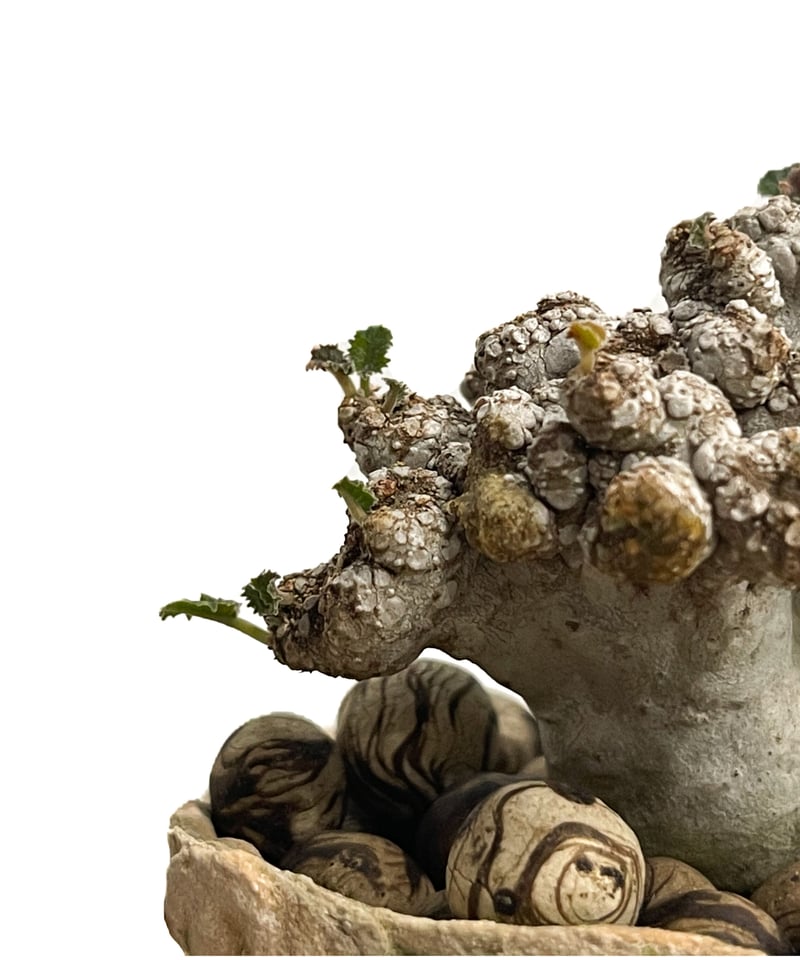 ドルステニア ラブラニー 綴化 + 陶器「Dorstenia lavrani cristata