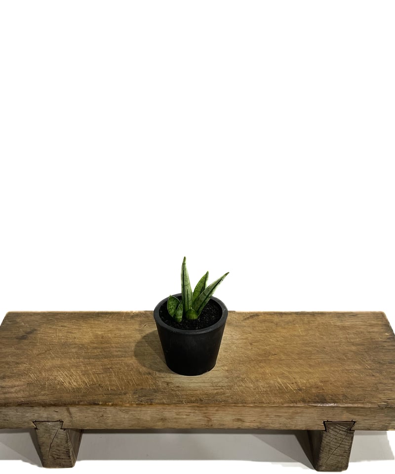 サンセベリア ジュピター「Sansevieria Jupiter」70G-1 | SHOUCH
