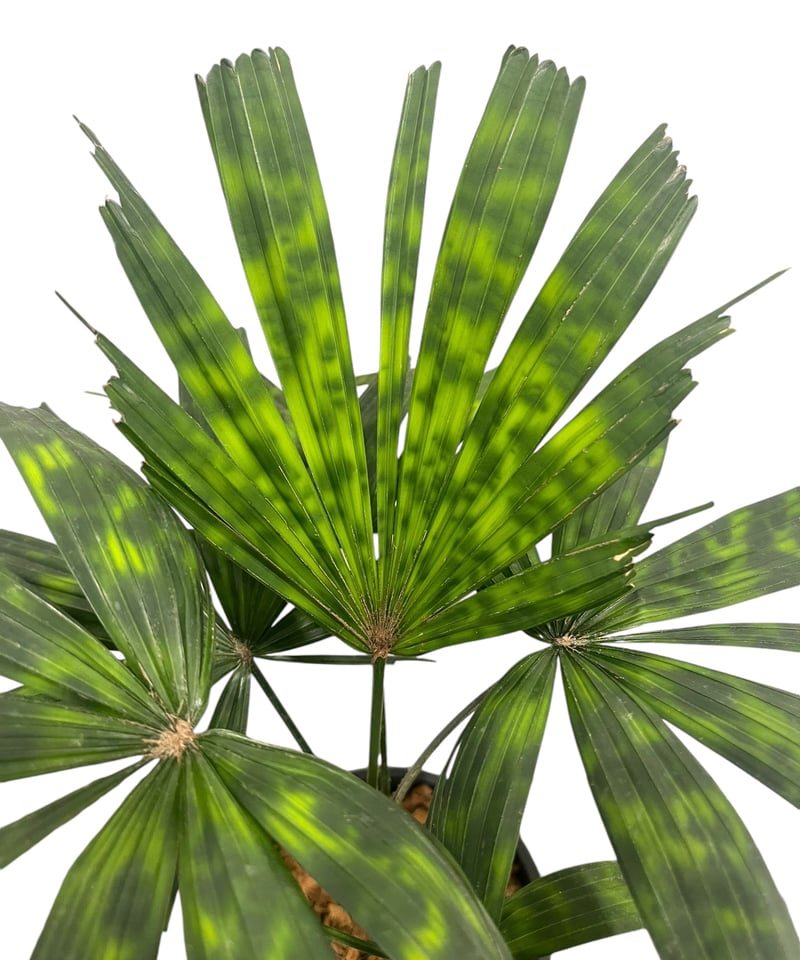 リクアラ マッタネンシス マプ 「Licuala mattanensis 'Mapu' 」17