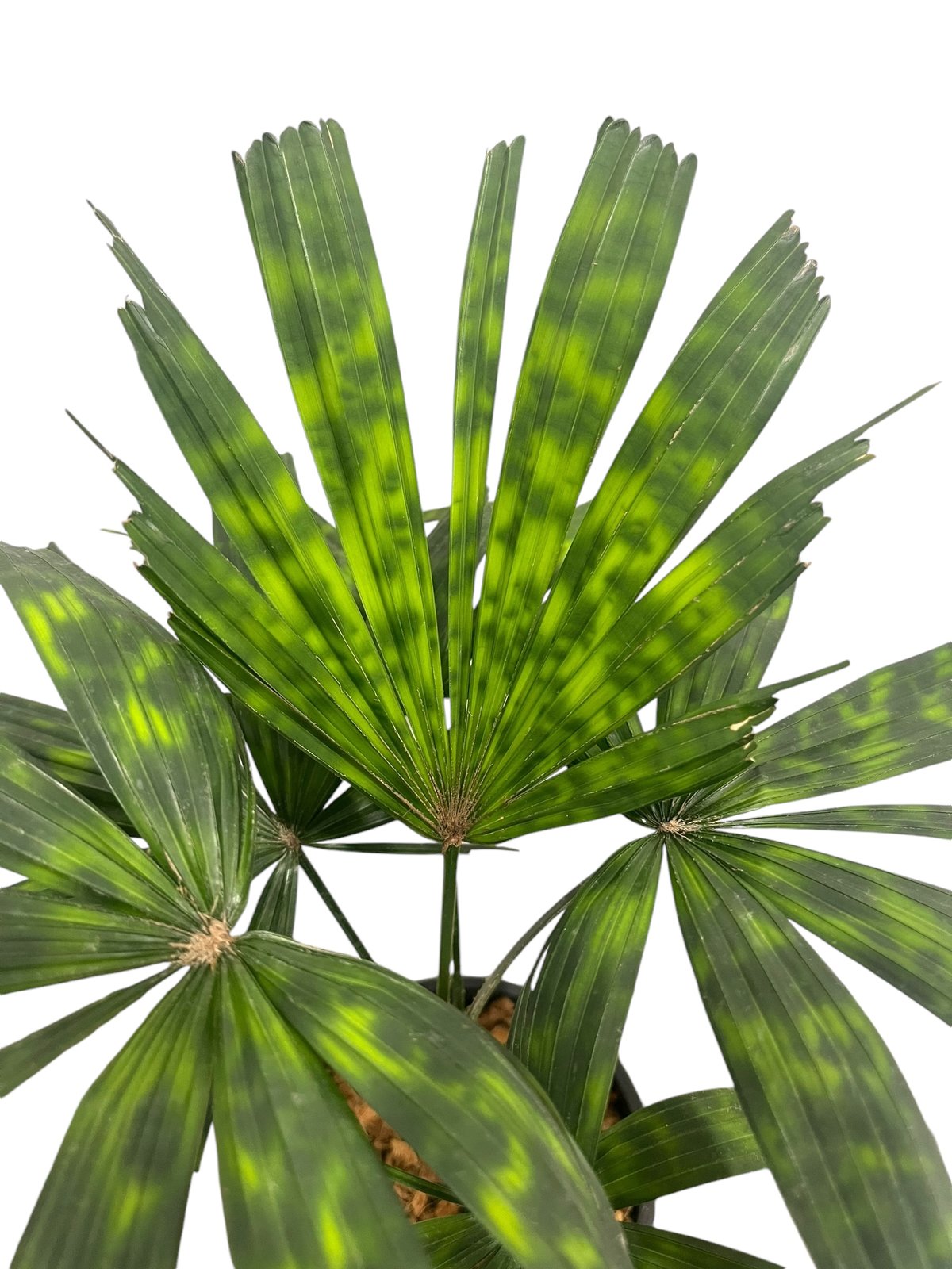 ボルネオ原産　Licuala mattanensis 'Mapu'　リクアラマプ ボルネオ原産 Licuala mattanensis 'Mapu' リクアラマプ