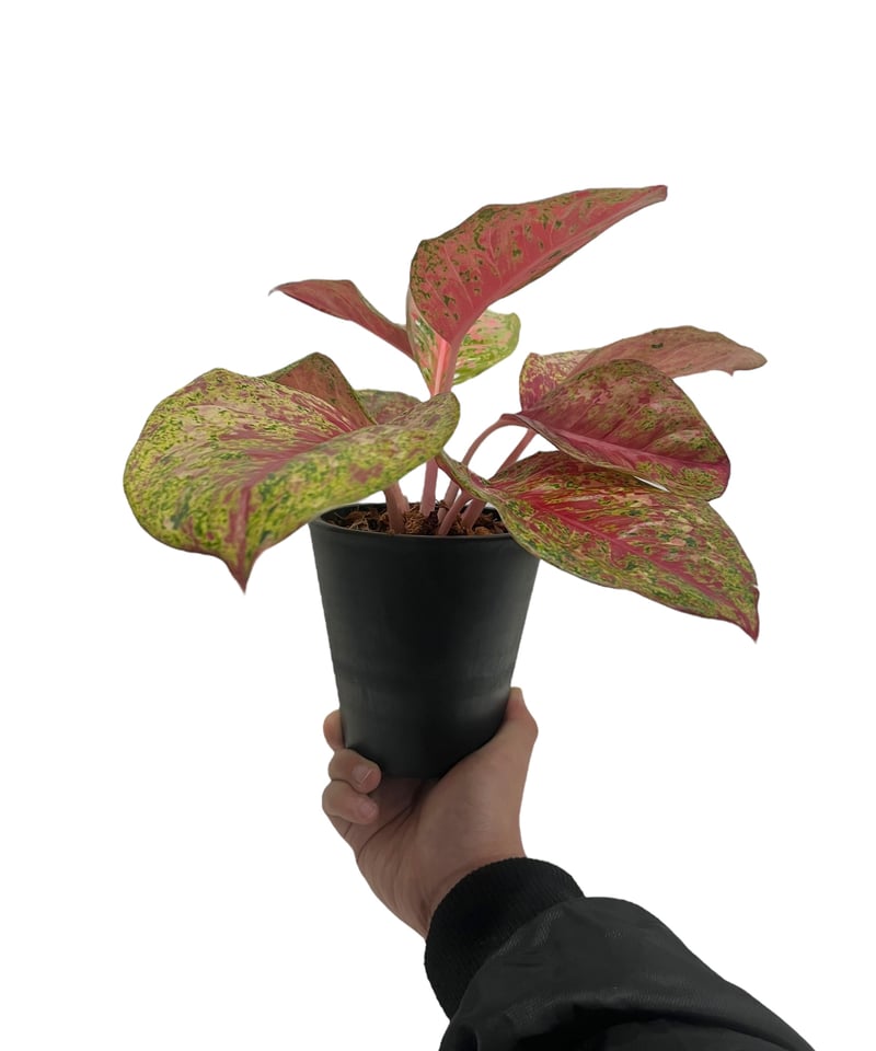 アグラオネマ プラチナム カラット 「Aglaonema Platinum Karat