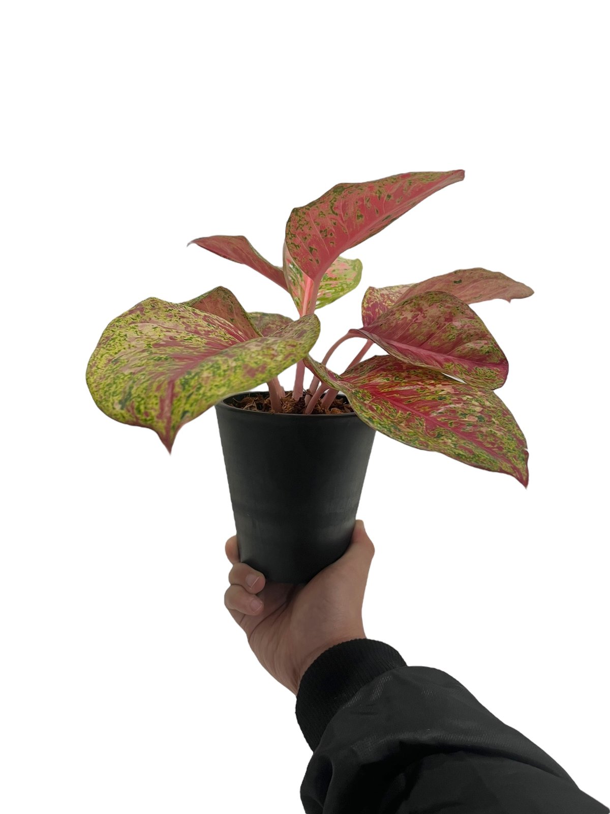 アグラオネマ プラチナム カラット 「Aglaonema Platinum Karat」4W
