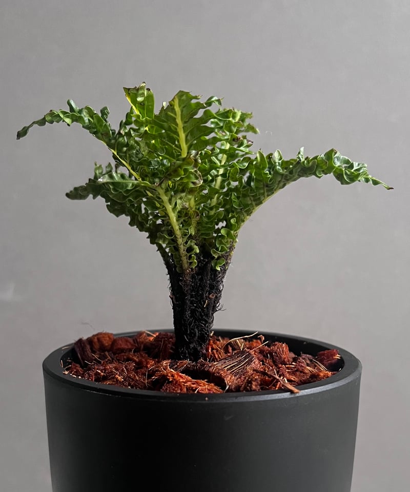 GP ブレクナムギッバム ドワーフ① GP ブレクナムギッバム ドワーフ① GP ブレクナムギッバム ドワーフ②