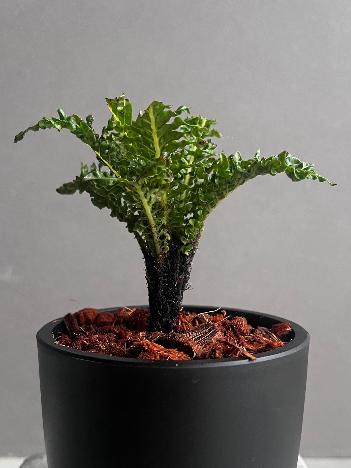 ブレクナム　ギバム　ドワーフ ブレクナム ギッバム ドワーフ 「Blechnum gibbum Dwarf 」4F | SH