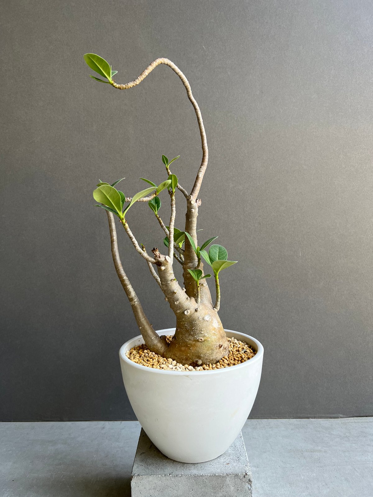 アデニウム オベスム “選抜個体” 「Adenium obesum “Select アデニウム オベスム “選抜個体” 「Adenium obesum “Select