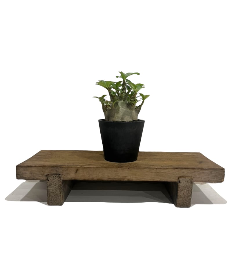 アデニウム アラビカム スーパー ドワーフ “ブラック” 「Adenium