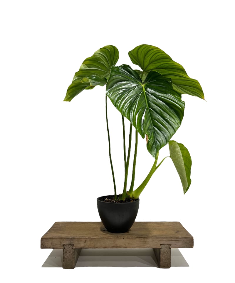 フィロデンドロン ペルタツム 「Philodendron peltatum」72K | SHO