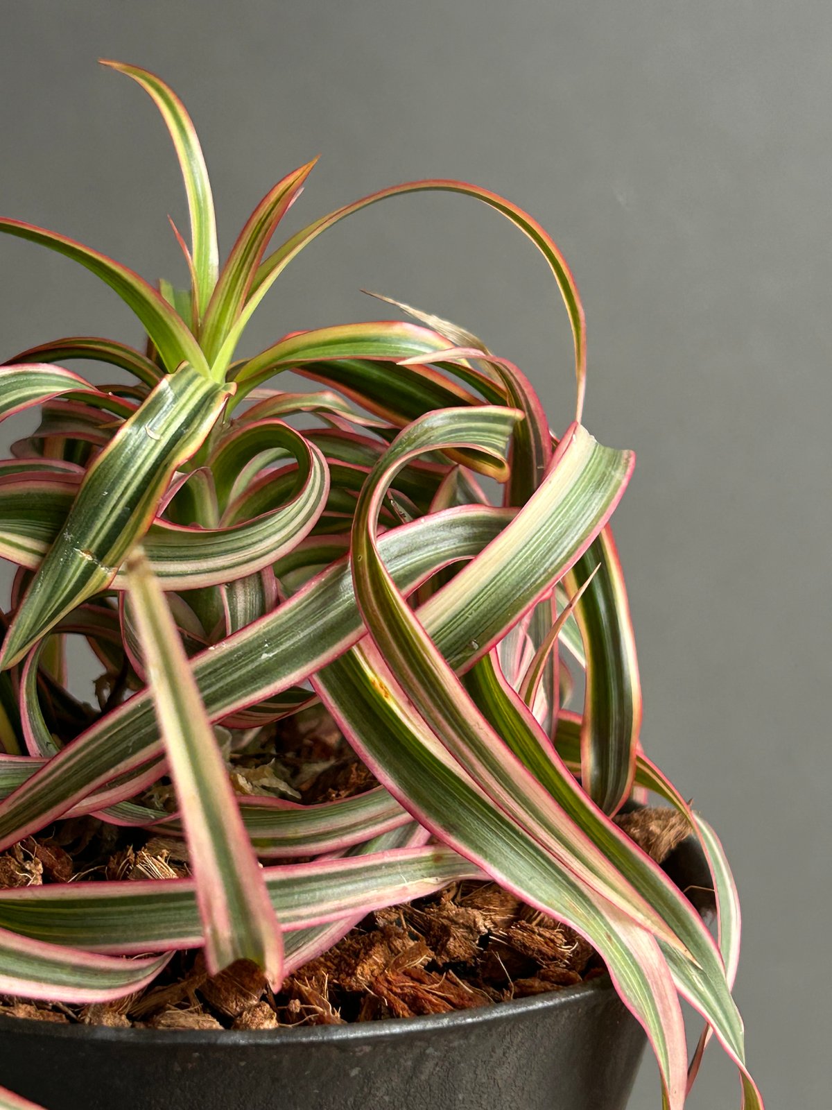 ❤︎専用❤︎ ドラセナ キュンティ ドラセナ キュンティ「Dracaena concinne Kuhnty 」99J | SHOU