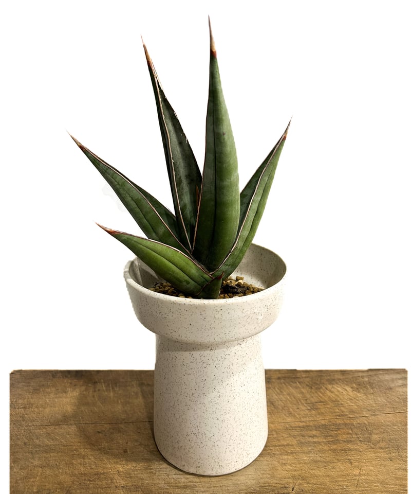 サンセベリア ピングイキュラ ロンギフォリア 「Sansevieria