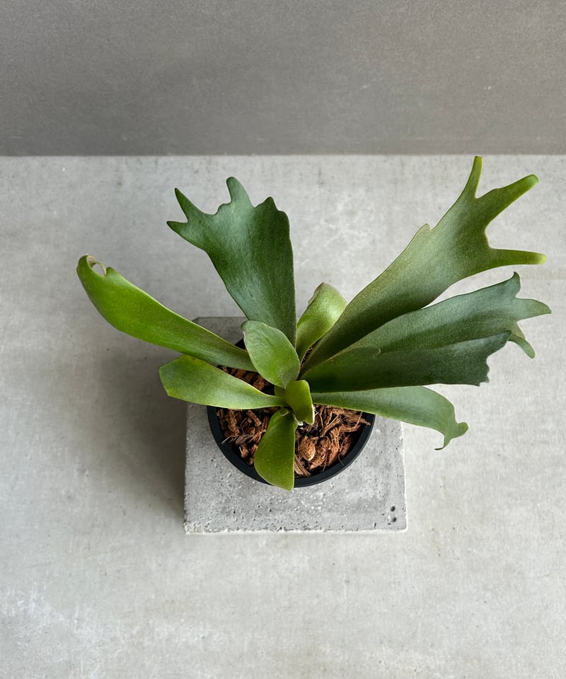 ビカクシダ ウィリンキー cv. ノース スター スポアリング