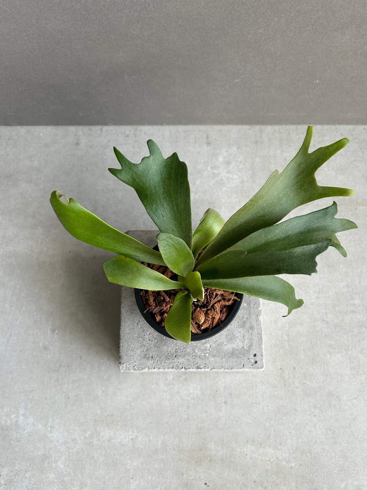 ビカクシダ　ウィリンキー ビカクシダ ウィリンキー cv. ノース スター スポアリング