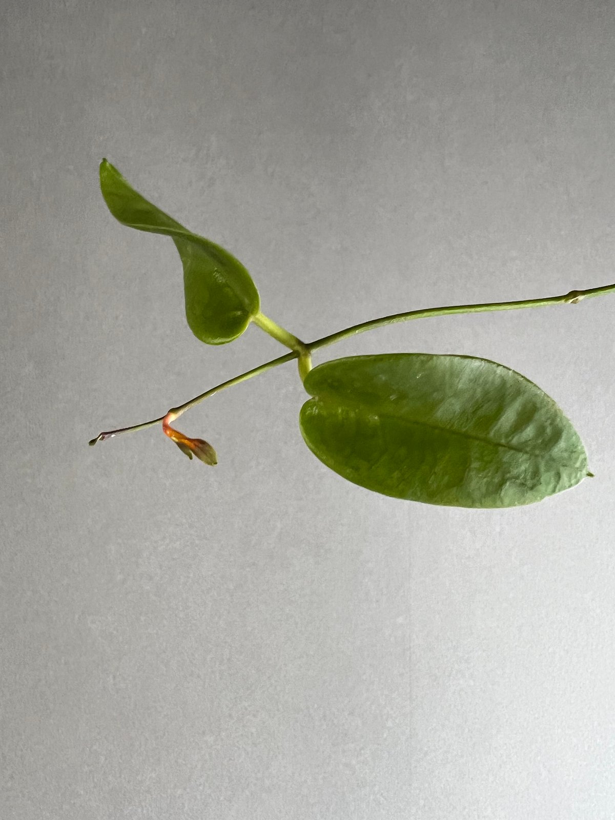 ホヤ アルクボルディアナ レッド 「Hoya archboldiana red」22L(M4)