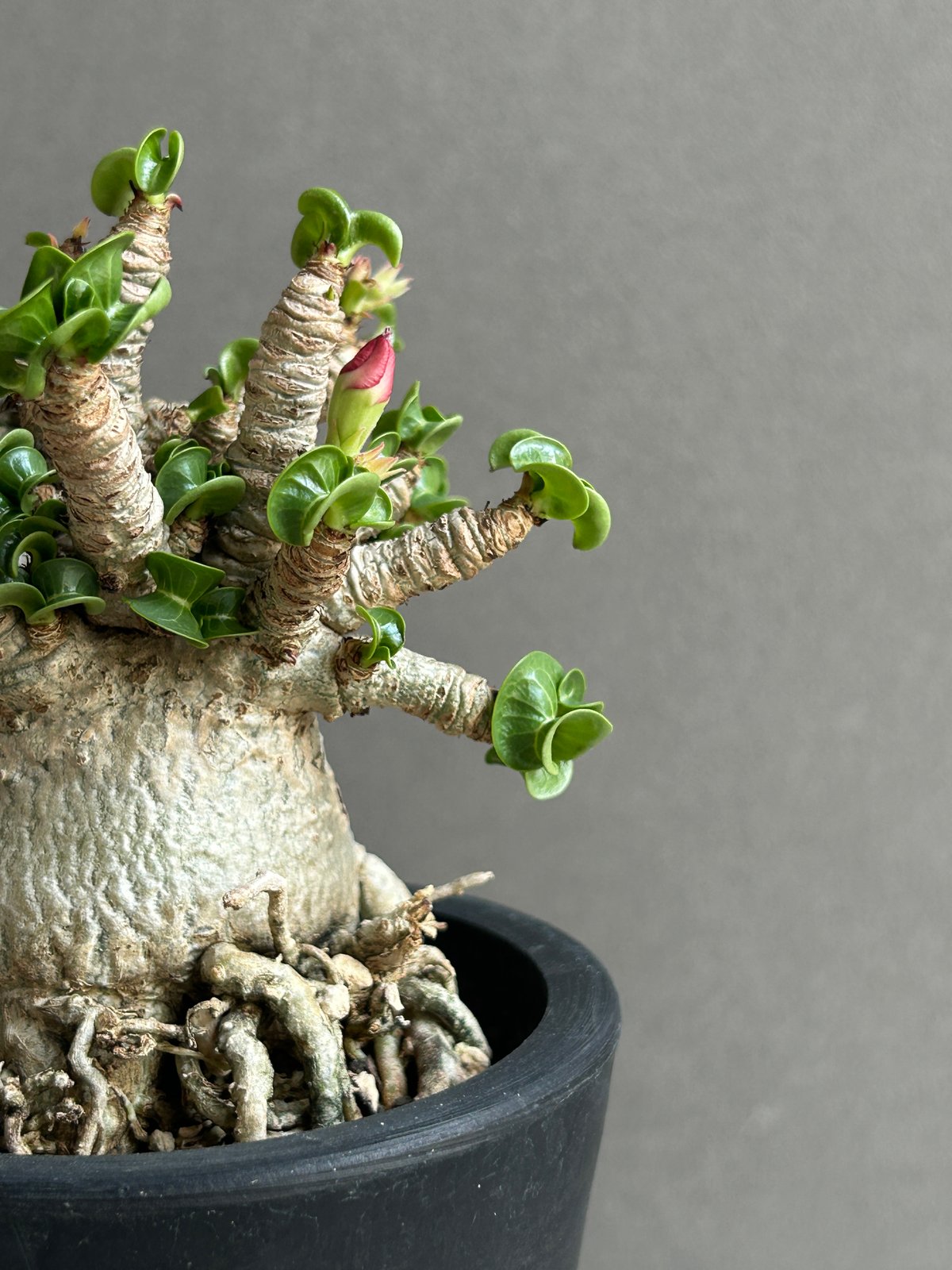 アデニウム メデューサ D.H.A (獅子葉)“選抜個体” 「Adenium Medusa