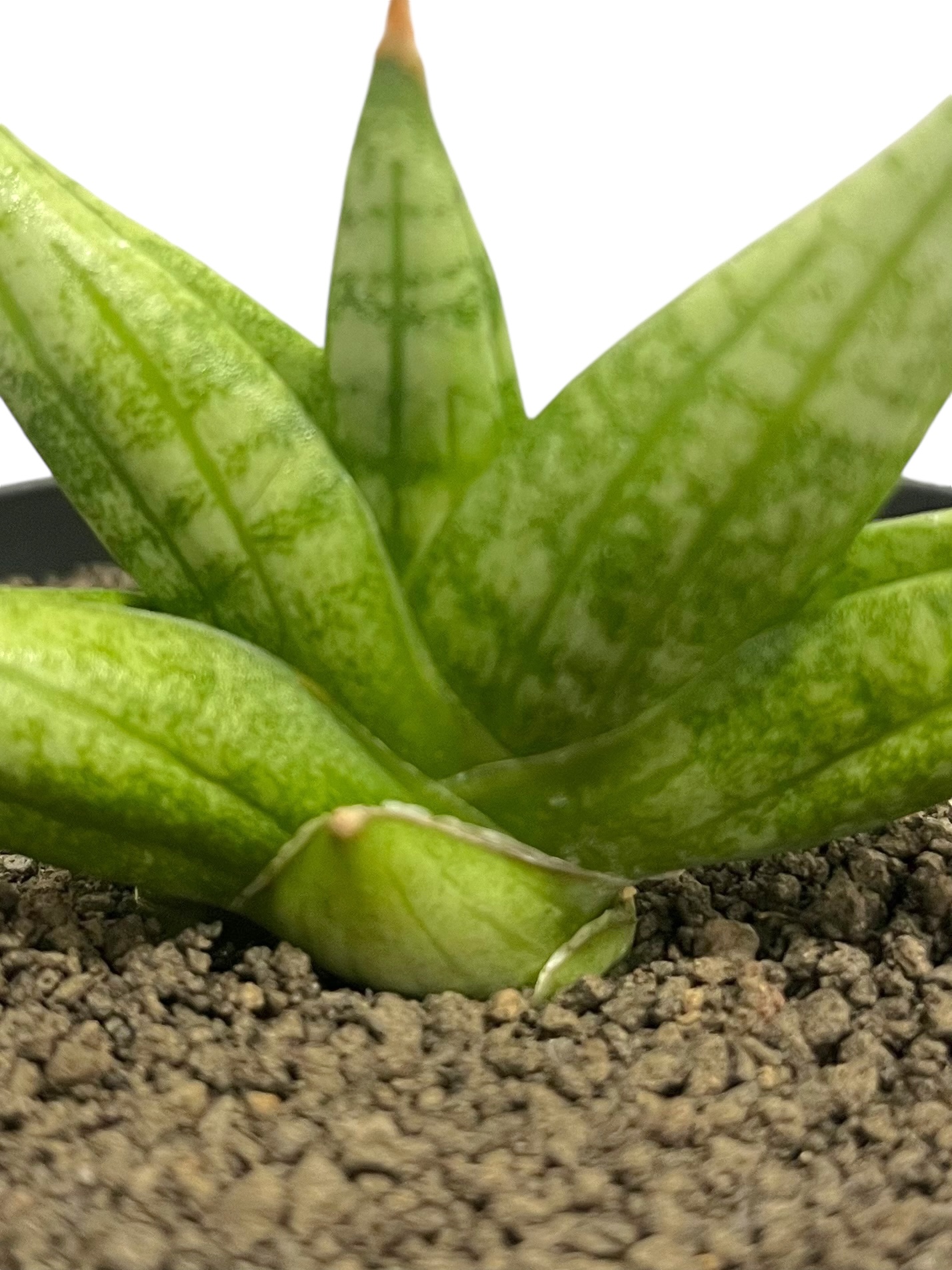 サンセベリア ヤヤ(by アンヤマニー ガーデン) 「Sansevieria YaYa (by