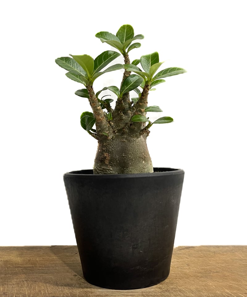 アデニウム アラビカムドワーフ タイプ “ブラック”「Adenium arabicum