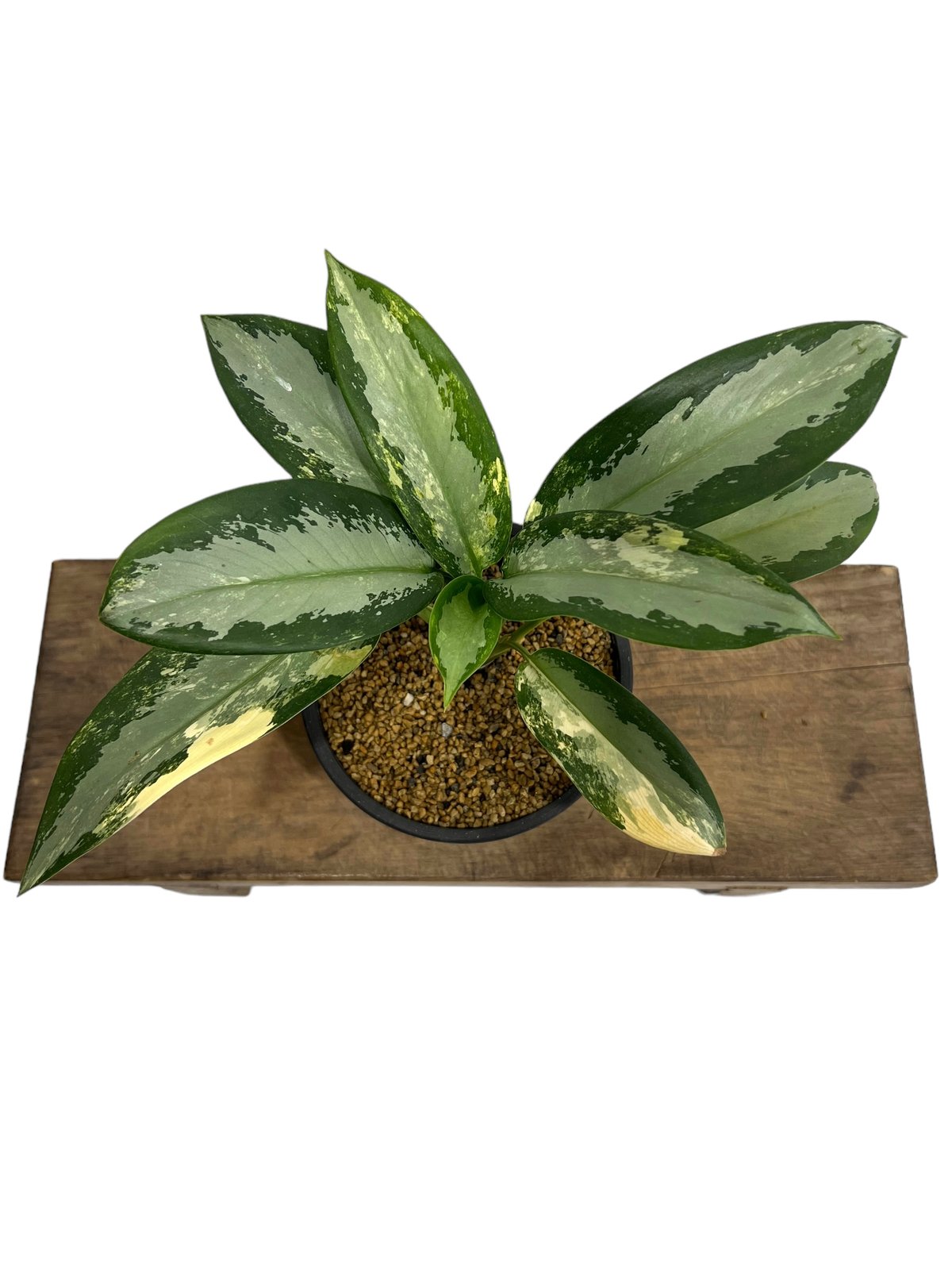 アグラオネマ スワンナプーム「Aglaonema Suvarnabhumi 17F | SHO