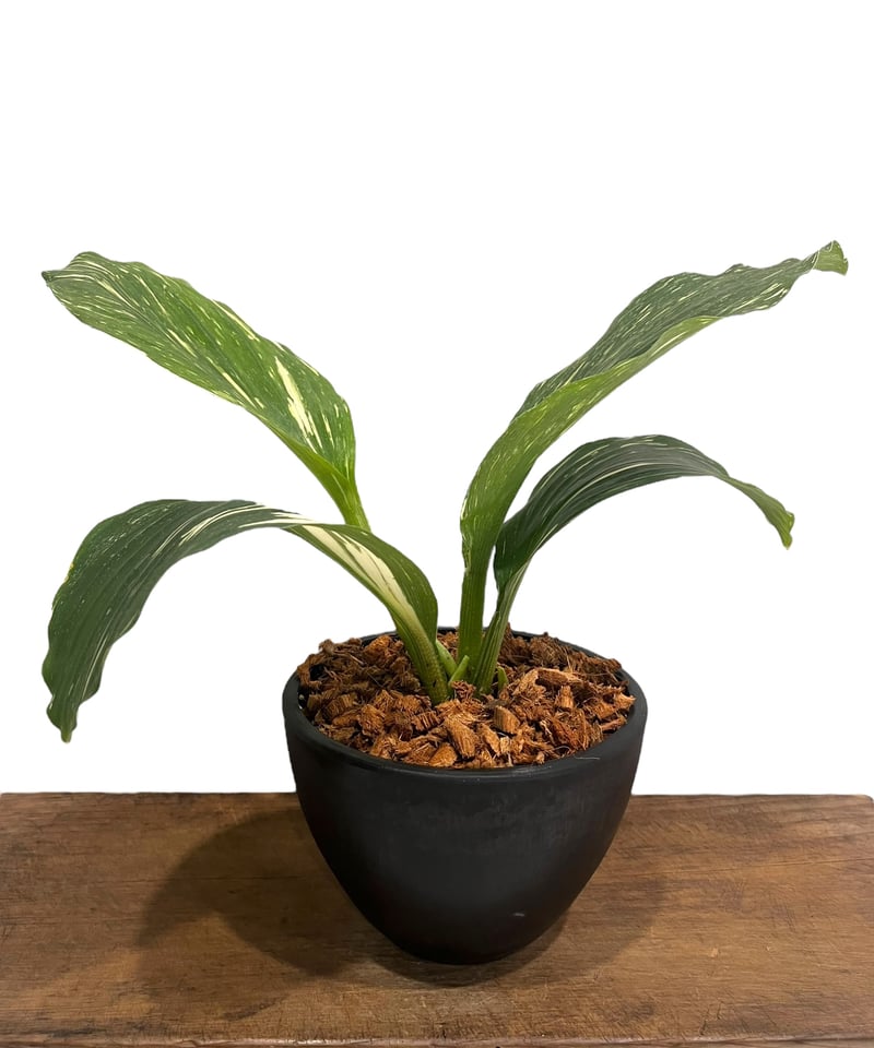 ケンフェリア sp. 斑入 「Kaempferia sp. Variegated」54V |