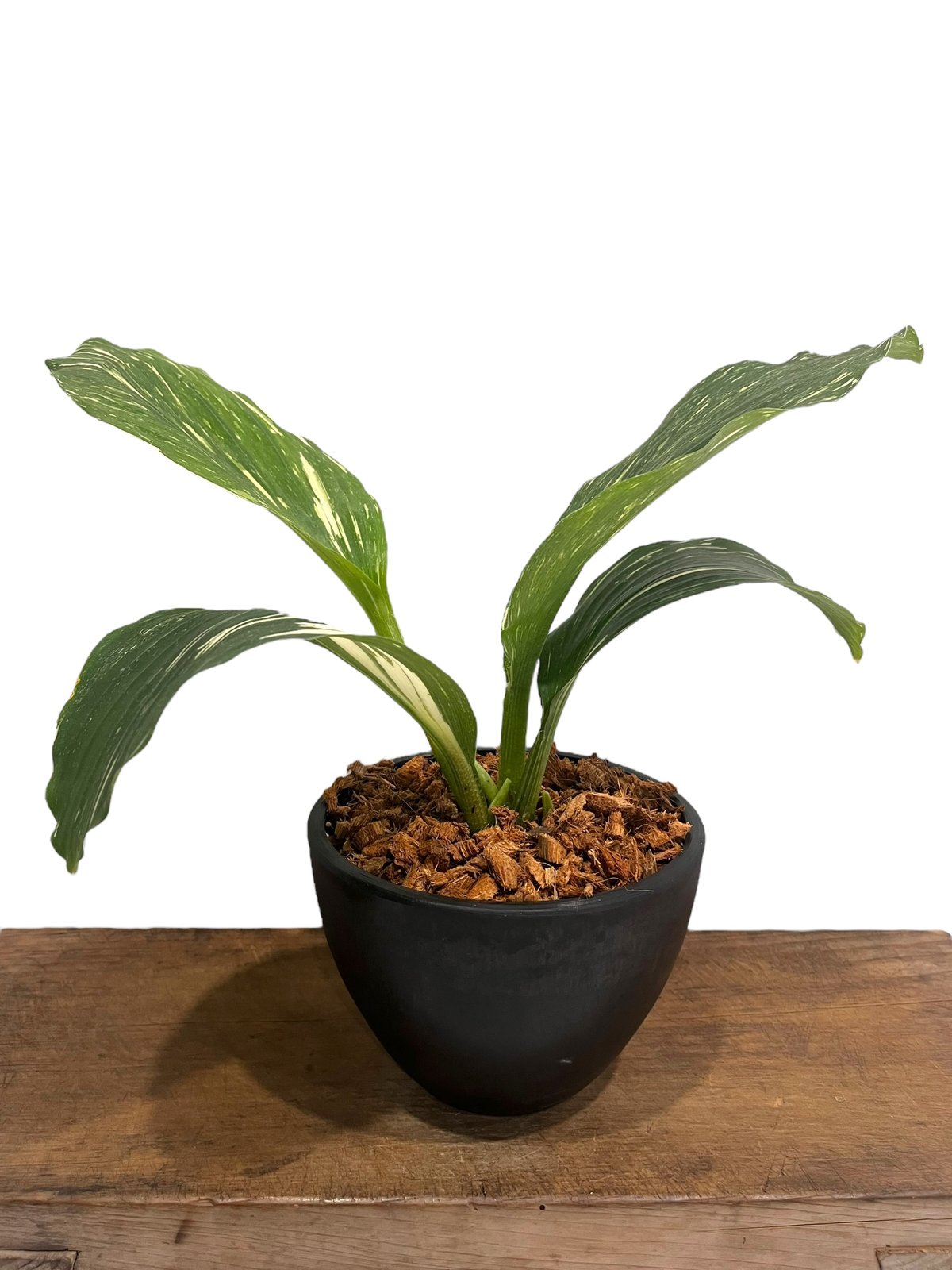 ケンフェリア sp. 斑入 「Kaempferia sp. Variegated」54V |