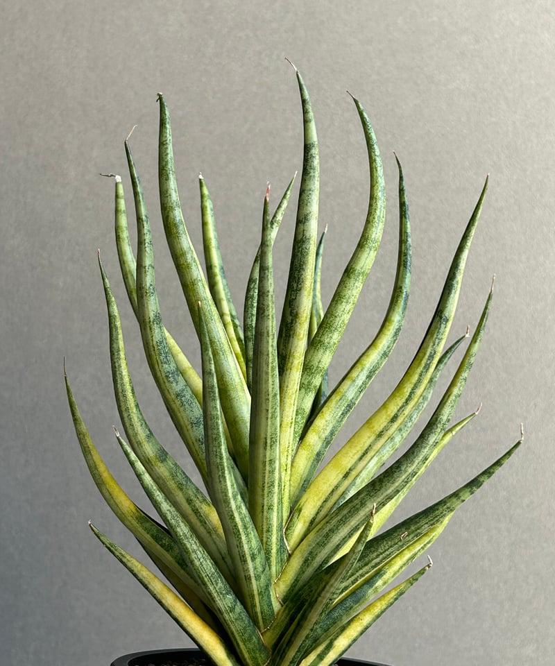 サンセベリア ブンルートーチ 斑入「Sansevieria Bunlue Torch Vari
