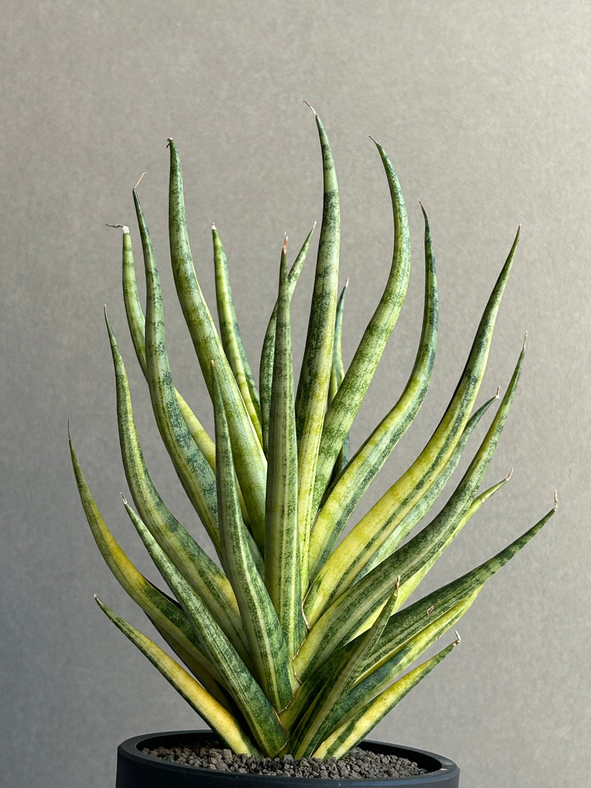 サンセベリア ブンルートーチ 斑入「Sansevieria Bunlue Torch Vari