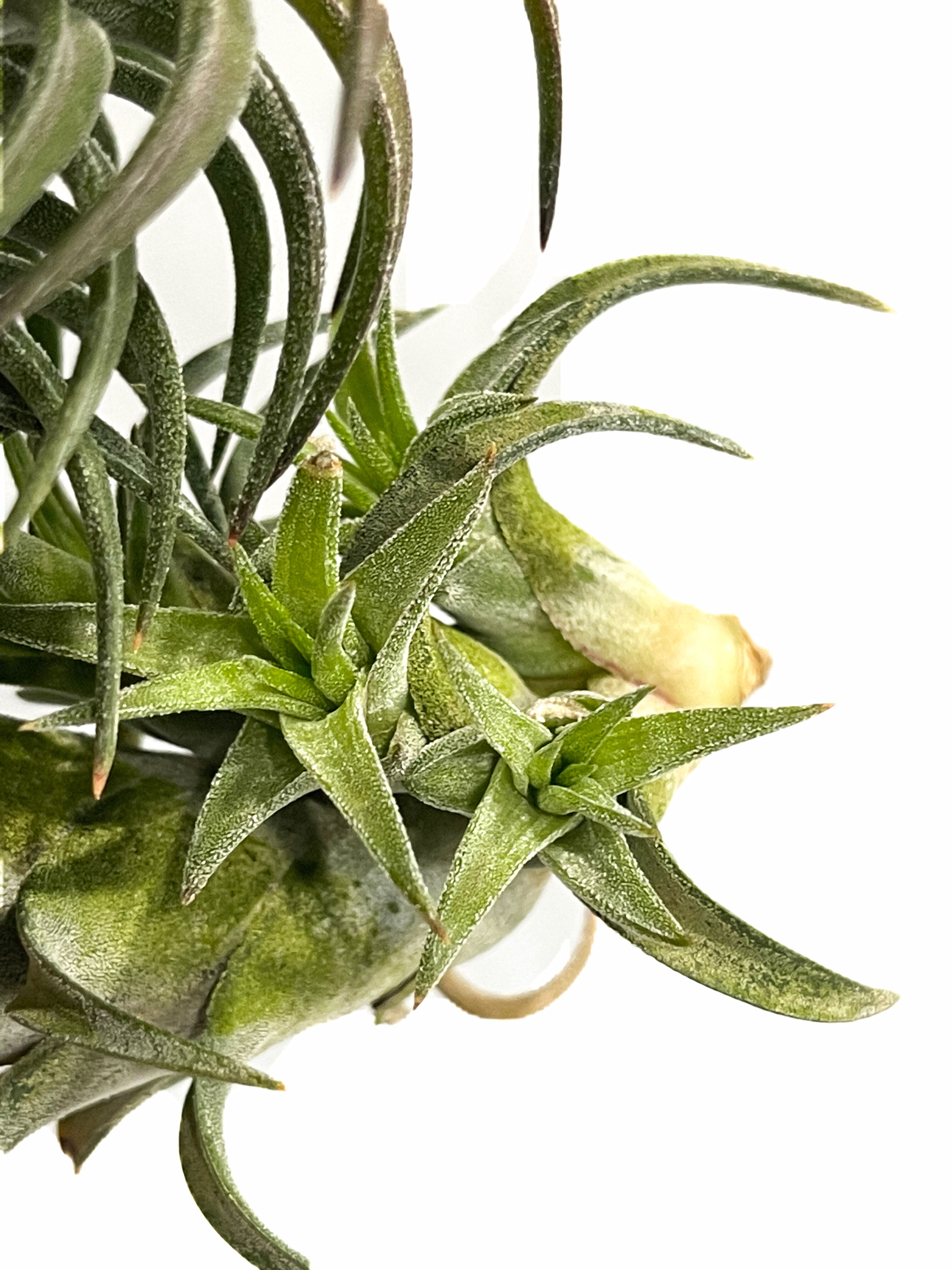ティランジア イオナンタ バンハイニンギー「Tillandsia ionantha var.
