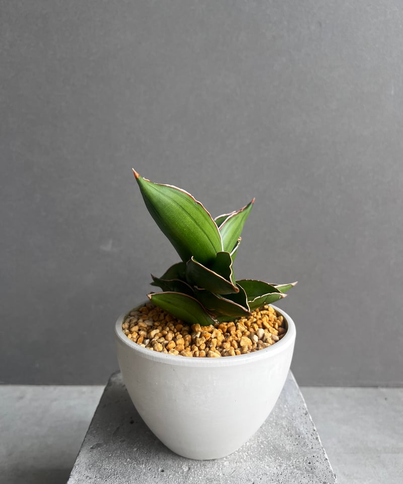 m*m様 【極上株】 サンスベリア　サムライドワーフ　極美　サンセベリア　ロリダ サンセベリア サムライ ドワーフ「Sansevieria Samurai dwarf