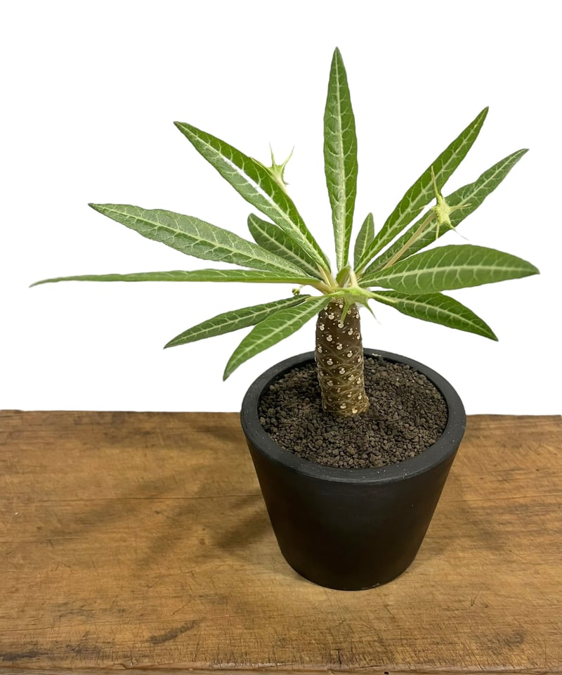 ドルステニア ランキフォリア (実生苗)「 Dorstenia crispa var ドルステニア ランキフォリア (実生苗)「 Dorstenia crispa var