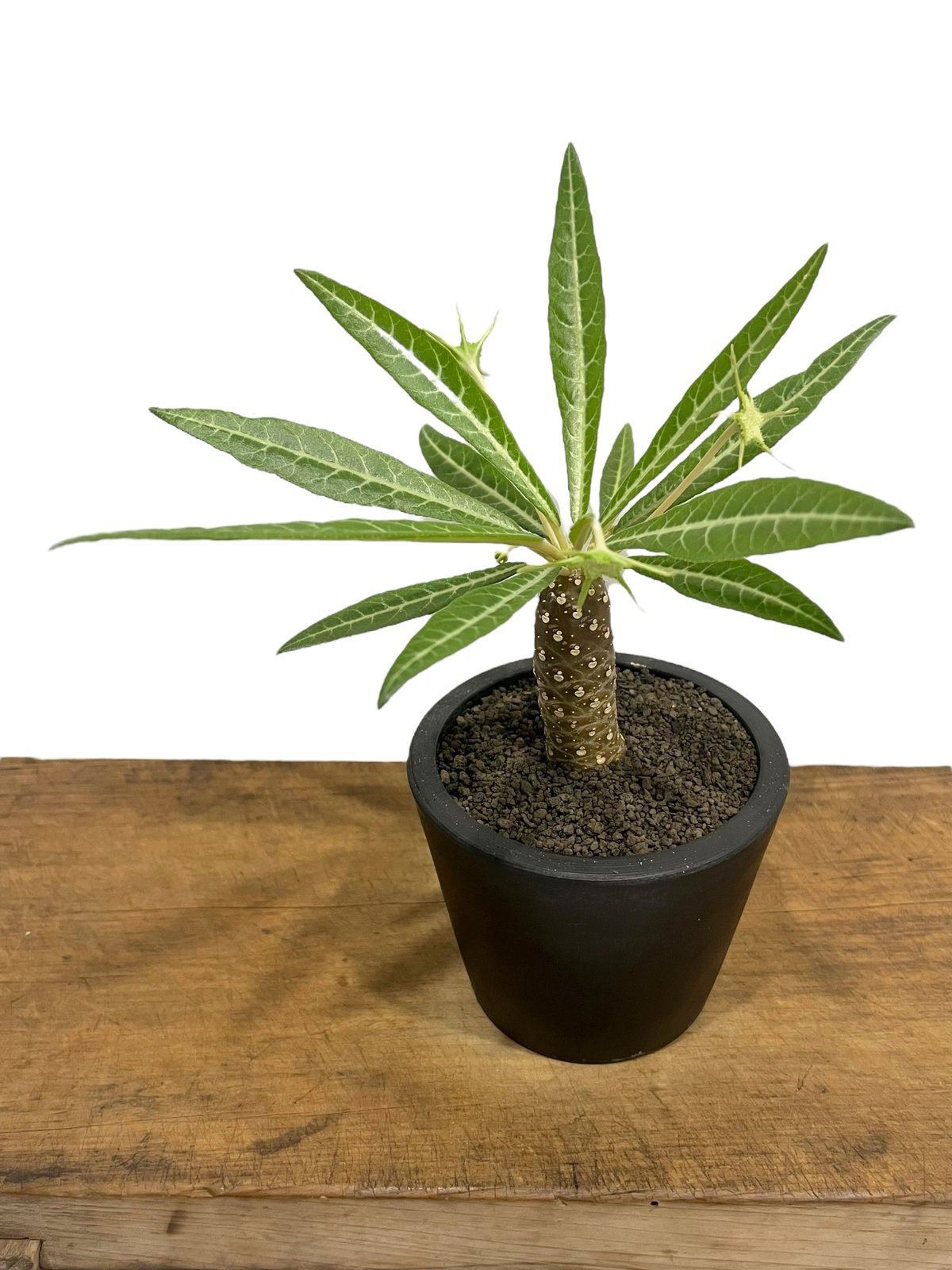 ドルステニア　ランキフォリア　斑入り Dorstenia lancifolia