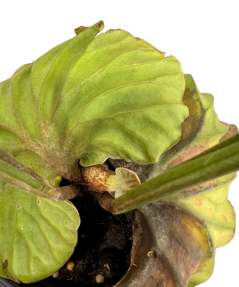 ビカクシダ リドレイ(by ヌクル) 「Platycerium ridleyi (by Nuk