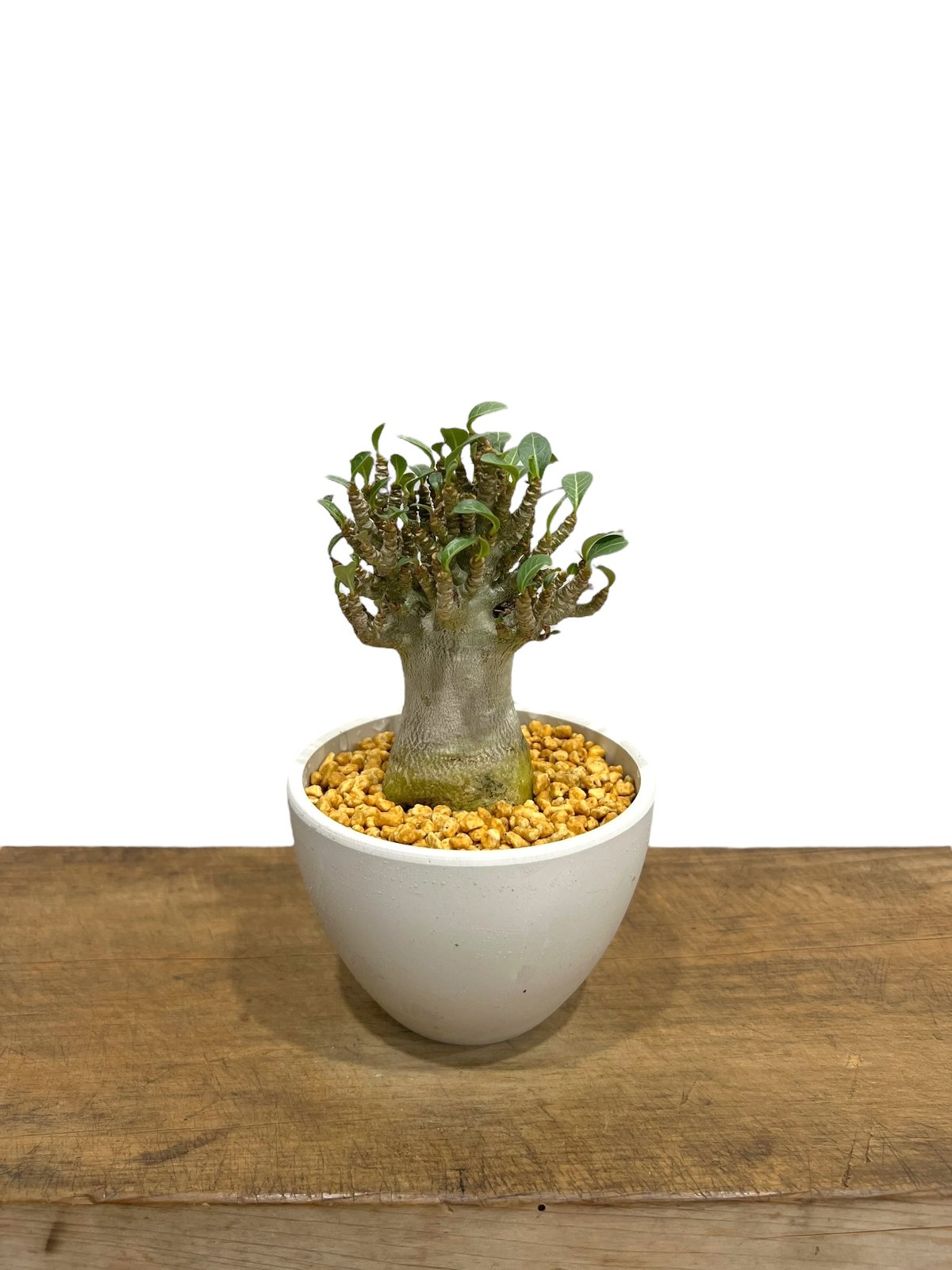 アデニウム アラビカム スモールリーフ”選抜個体' 「Adenium アデニウム アラビカム スモールリーフ”選抜個体' 「Adenium