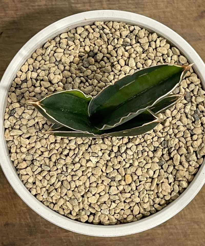 サンセベリア アンダマン 斑入り「Sansevieria Andaman Var.」69G-1