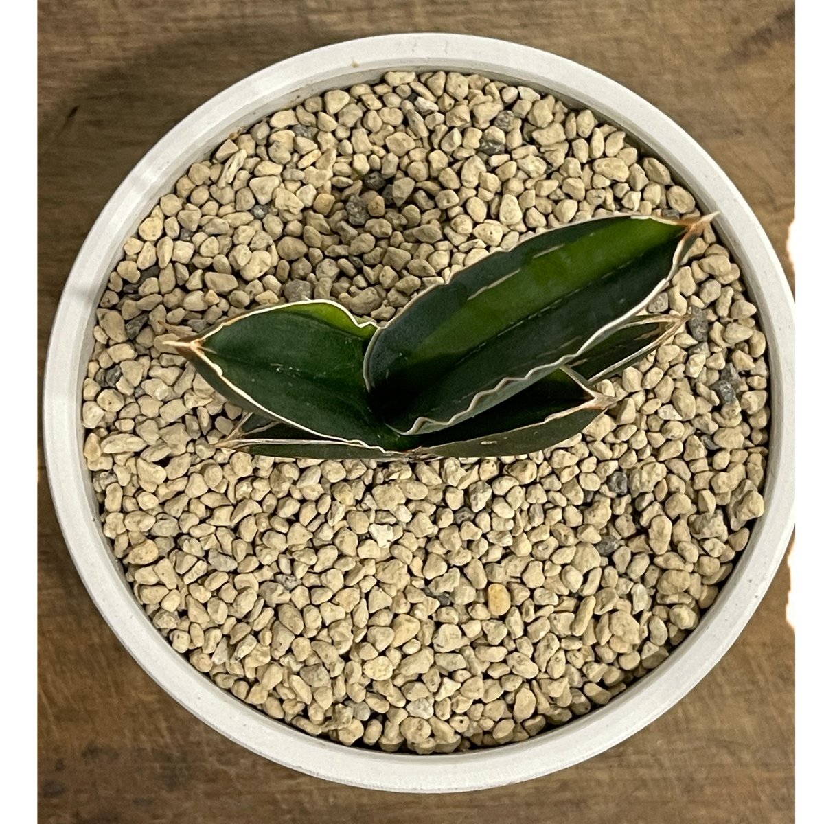 サンセベリア アンダマン 斑入り「Sansevieria Andaman Var.」69G-1